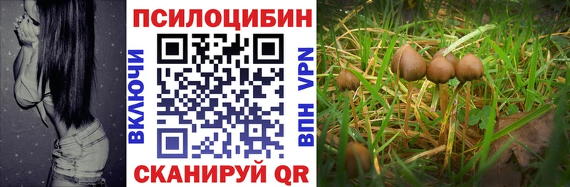 Псилоцибиновые грибы Psilocybe  Макаров 